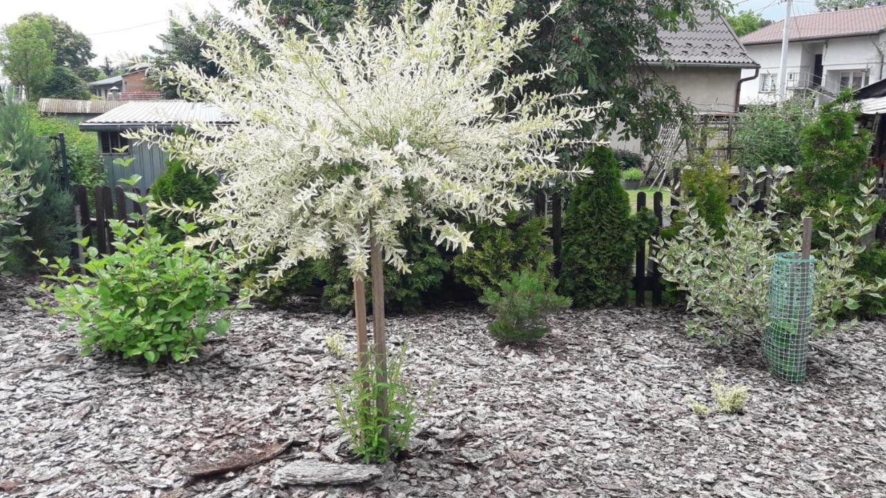 Pokoje Pod Grusza -Osobne Wejscia Kudowa-Zdrój Exterior foto